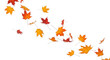 © PixelPulse Creative - Autumn maple leaves falling in a gentle breeze, isolated on transparent background