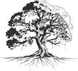 © MdRubel - Oak tree outline with wide crown and exposed roots, black line art on white background 2