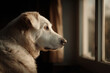 © Giorgi - cheerful dog gazes out of window intrigued by world outside
