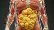 © Pep - 3D anatomical full-body render of human figure muscles fibrous clear striated tendons showing thick fat yellow porous sponge-like glossy uneven concentrated on stomach gut