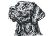 © Maestro - Detailed hand-drawn sketch of a Labrador dog's head on a transparent background. Vector hand drawn illustration