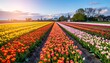 © Tombo - Colorful tulip fields at sunrise (1)