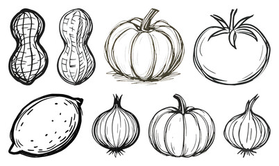 Wall Mural - png hand-drawn vegetable sketch collection, element set on transparent background