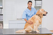 © wavebreak3 - Female veterinarian wearing scrubs placing hands on golden retriever on metal exam table in clinic