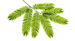 © tonostock - Bright Green Mimosa Pudica Leaf Branch.