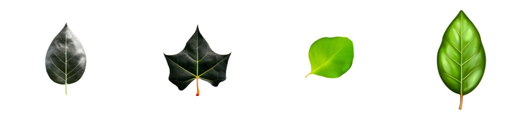 Wall Mural - Variety of leaf types transparent, cut out