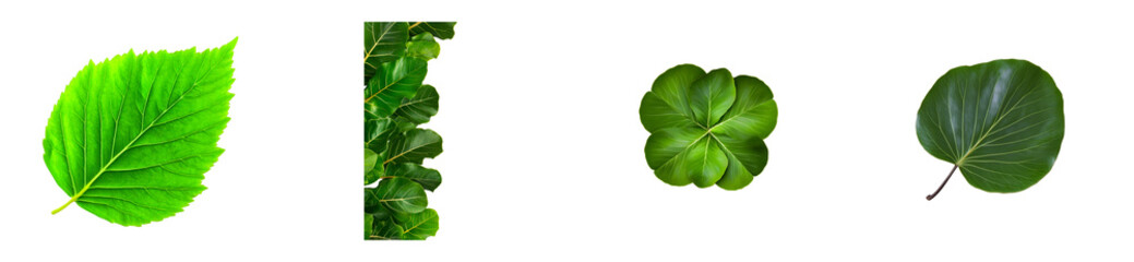 Wall Mural - Collection of lush green leaves with visible veins on transparent background, cut out