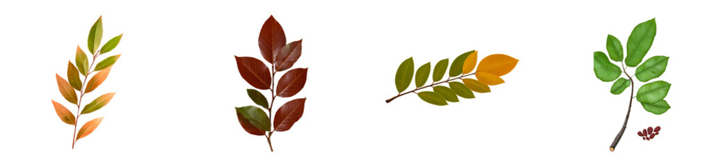 Wall Mural - Four autumn leaf branches with veins, cut out