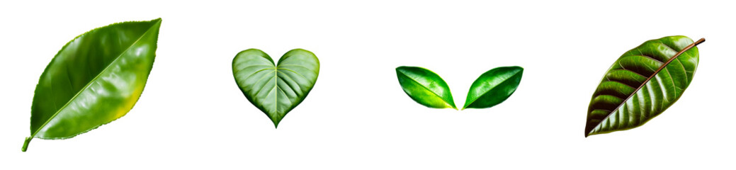 Wall Mural - Four assorted green foliage images isolated on black, cut out