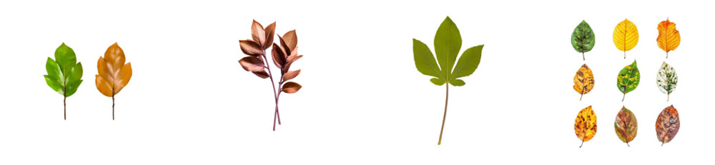 Wall Mural - Collection of Autumn Leaves Transparent Background, cut out
