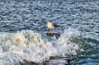 © Enrico Obergefäll - Möve am Meer , Ostsee , Erholung , Urlaub , Ferien , Strand , Blauer Himmel , Sand , Entspannung , Relaxen , Genießen , Reisen , Tourismus