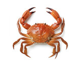 crab isolated on white background ai generated image 