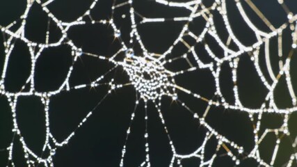 Spiderweb glistens with morning dew in dark garden, creating intricate pattern and capturing the beauty of nature's artistry in a serene and delicate scene.