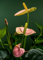 Wall Mural - Elegant Pink Anthurium Flowers Against a Green Background