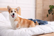 © New Africa - Pet friendly hotel. Cute dog sitting on bed indoors