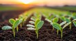 © Toya - Sunrise over Young Seedlings in a Field
