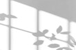 © ZMC-Studio - shadow overlay effect of natural tree leaves shadow and window shadow over on white wall background,realistic summer sunlight abstract shadow overlay,tree leaves shadow