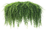 Weeping green plant isolated on transparent background