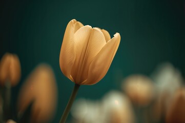 Wall Mural - Close-up of a solitary golden tulip against a softly blurred dark backdrop