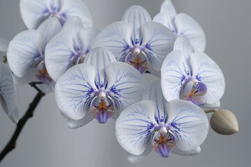Wall Mural - Abundance of Orchid Blooms