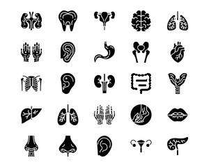 Wall Mural - human anatomy line vector icons