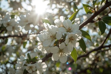 Wall Mural - Sunbeam touching almond blossoms
