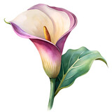 Watercolor calla lily illustration with green leaves elegant floral art design for decor, botanical decoration