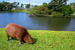 Capybara grazing on green grass by a lake in a suburban Brazilian neighbourhood. Tranquil wildlife moment in urban environment, blending nature and city life in harmony with tropical animals.