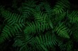 © Cyber Shutter - A detailed close-up of lush green fern leaves against a dark background, showcasing the richness of tropical flora.