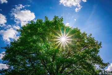 Wall Mural - Sunlight filtering through green foliage under a sky dotted with blue clouds