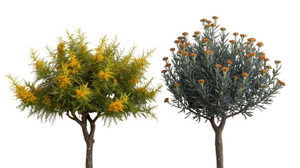Two Ornamental Trees, Yellow and Gray-Green Foliage, Isolated on Transparent Background