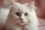 Detailed close-up of an adorable Angora cat