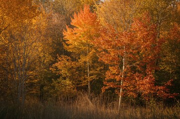 Wall Mural - Sunlit forest with vibrant fall foliage