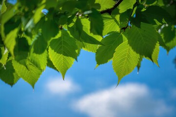 Wall Mural - Detailed shot of vibrant green foliage under a clear blue sky in summer