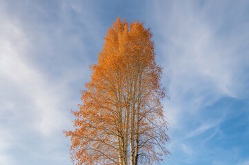 Wall Mural - Autumn birch tree set against a cloudy sky backdrop