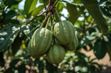 Cluster of fresh Garcinia fruits hanging on a tree in a lush garden setting