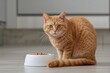 © AkuAku - Gorgeous orange pedigree feline beside a white dish on the floor near the cooking area enjoying breakfast.