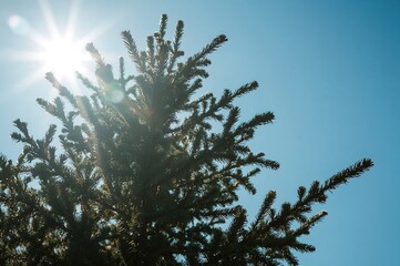 Wall Mural - Close-Up of Sunlit Evergreen Tree Branches Against a Clear Blue Sky