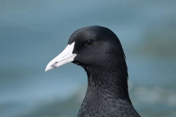 Wall Mural - close-up of a black waterbird with a white beak and dark eyes in natural daylight