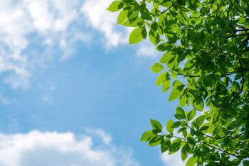 Wall Mural - unique photo of isolated tree sections with green foliage