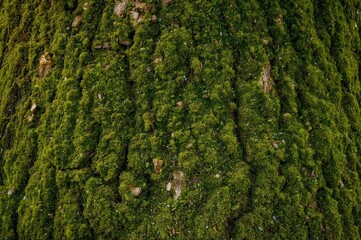 Wall Mural - tree trunk draped in moss amidst seasonal foliage