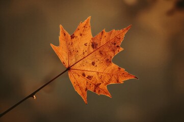 Wall Mural - vintage-filtered autumn maple leaf scene