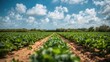© TheWaterMeloonProjec - Scenic vista of a newly planted vegetable farm