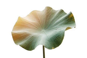 Wall Mural - single lotus leaf on a plain white backdrop with natural patterns and textures