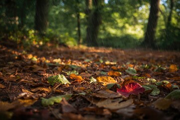 Wall Mural - fallen leaves after a rain shower