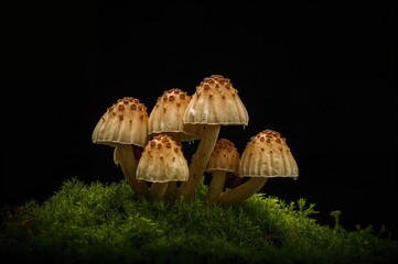 Wall Mural - close-up of cookeina tricholoma cluster against a dark backdrop with copy space