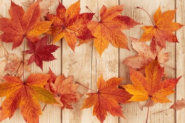 Wall Mural - Autumn-colored maple leaves arranged on a wooden surface
