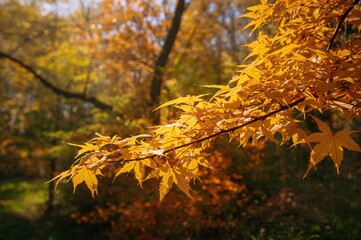 Wall Mural - Golden autumn leaves on a maple twig under bright sunlight