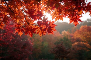 Wall Mural - An autumn theme showcasing a maple tree limb adorned with brightly colored foliage, set against a backdrop of a forest displaying red, orange, and green trees illuminated by sunlight.