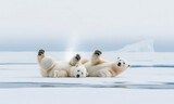 Two polar bears playfully rolling on the icy surface in the arctic region